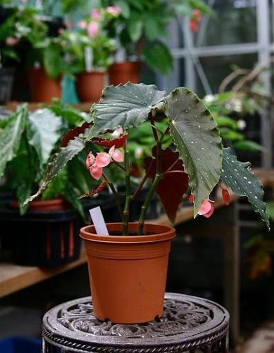 B. ‘Scarlet O'Hara’